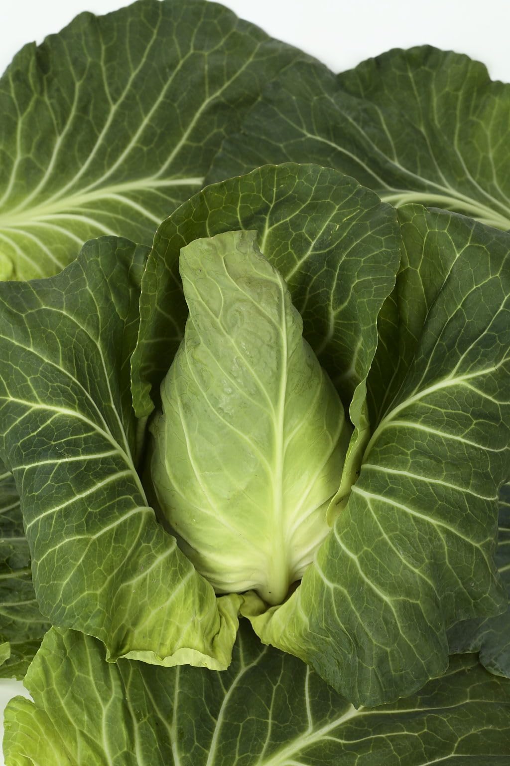 Amazon | サカタのタネ 実咲野菜2010 やわらかたけのこキャベツ みさき